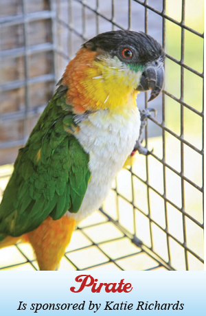 Pirate 